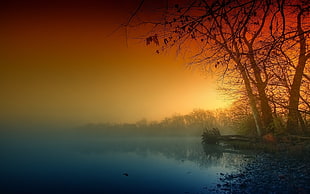 withered trees near body of water during golden hour HD wallpaper