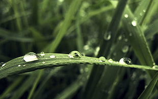 closeup photography of water droplets on green leaf