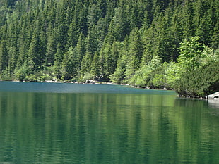 green trees, landscape, forest