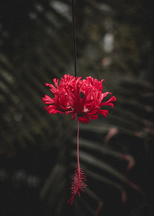 pink split petal hibiscus flower HD wallpaper