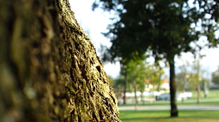 green and white leaf plant, depth of field, trees, bark, park