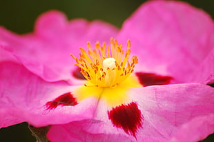 macro photography of purple flower buds