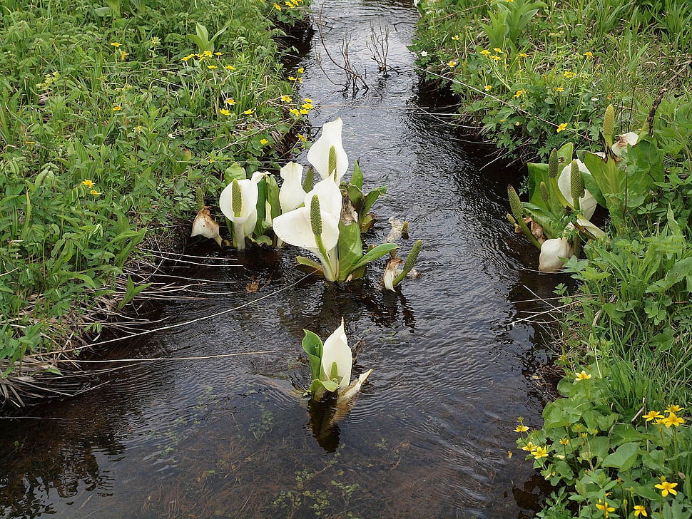 white lily flower on water during daytime HD wallpaper