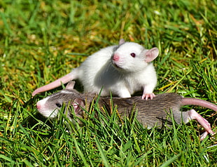 white and brown mice on green grass HD wallpaper