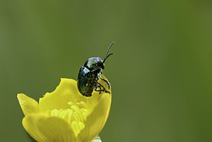 green June beetle on yellow petaled flower during daytime HD wallpaper