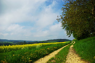 yellow rapeseed field beside a pathway with trees at daytime HD wallpaper