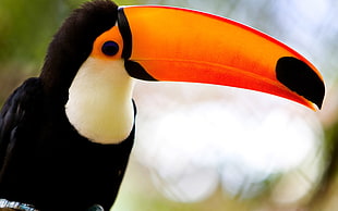 bokeh photo of Toucan during daytime