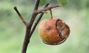 brown fruit, apples, mice, nature, animals HD wallpaper