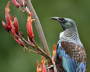 Closeup photography of blue and brown Sunbird perching on branch, tui HD wallpaper