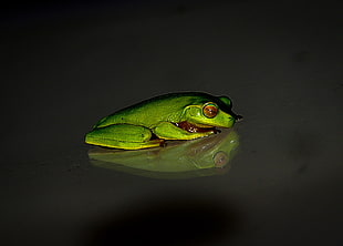 shallow focus photography of green frog