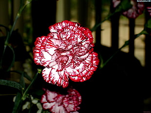 red-and-white Carnation flower in bloom close-up photo HD wallpaper