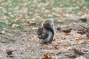 brown and gray squirrel