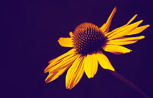yellow and brown coneflower, flowers HD wallpaper