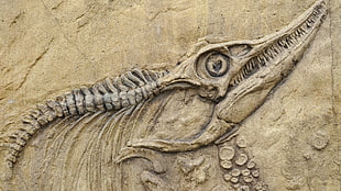 animal fossil