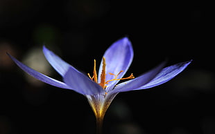 purple flower, flowers, nature, purple flowers