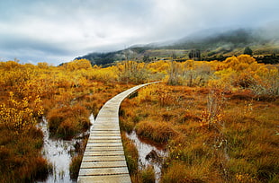 brown wooden dock HD wallpaper