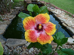 orange and yellow Hibiscus flower