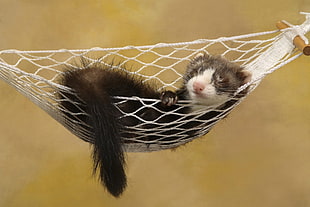 black and white rodent sleeping on white hammock HD wallpaper
