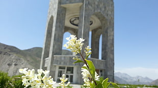 white flowers, flowers, white flowers, plants