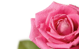 pink rose photography