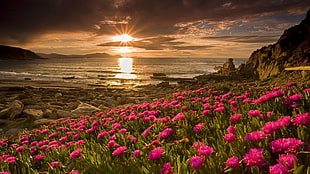 pink petaled flower field near shore at golden hour