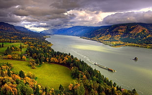 green tree, nature, landscape