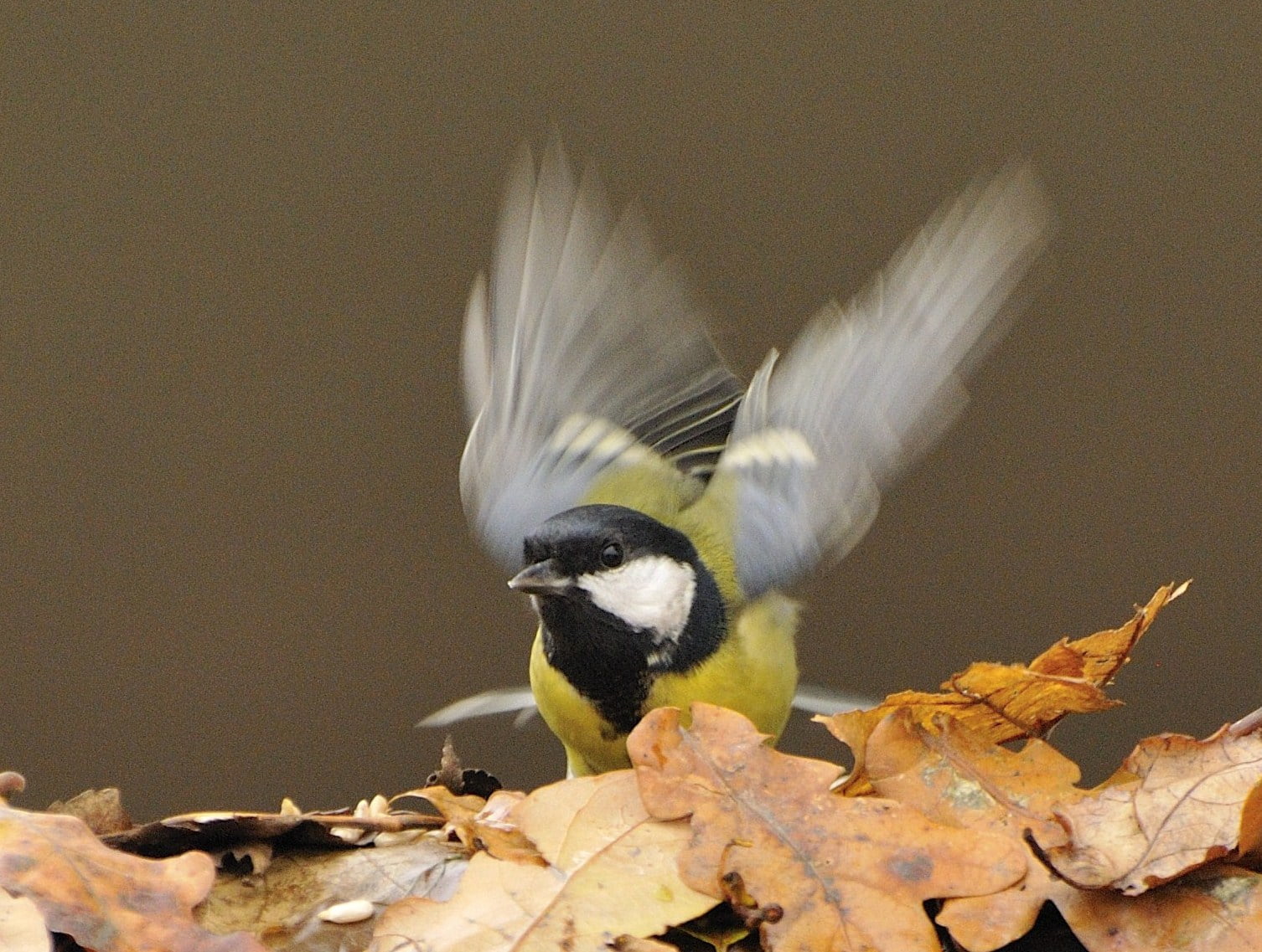 Great Tit On A Twig Stock Photos and Pictures - 4,322 Images