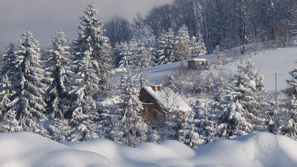 snow-covered trees and field, snow, house HD wallpaper
