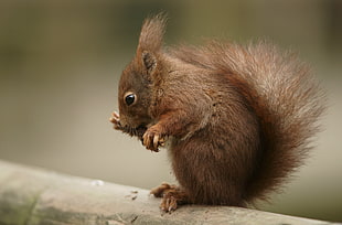 shallow focus photography of squirrel