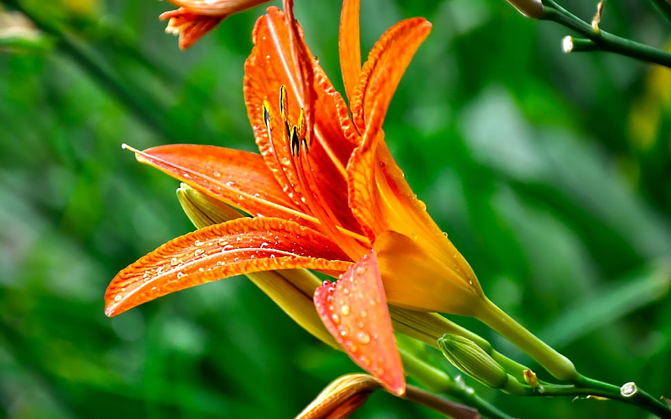 shallow focus photography of orange flower HD wallpaper