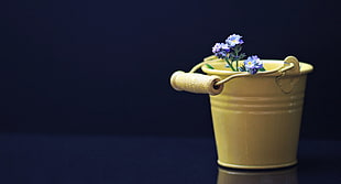 purple petaled flower with yellow steel bucket pot HD wallpaper