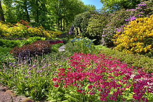 purple, pink, and yellow flower garden during daytime