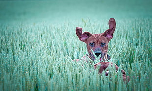 brown dog, dog HD wallpaper