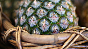 tilt shift lens photography of green plant