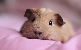 brown guinea pig lying on pink textile HD wallpaper