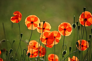 shallow focus photography of orange flower during daytime