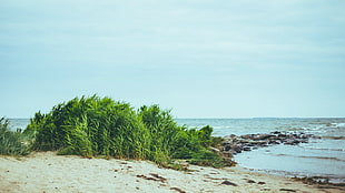 green plants, beach