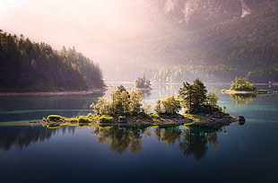 green leafed plant, nature, landscape, lake, forest