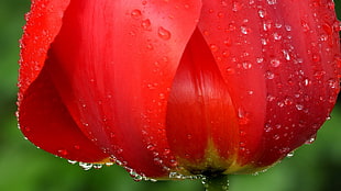 macro photography of red petaled flower with dewdrops HD wallpaper