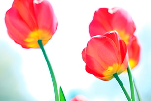 low angle photo of pink-and-yellow tulips HD wallpaper