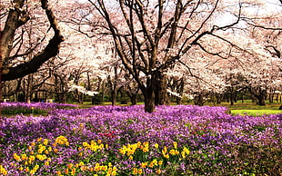 garden of flower near cherry blossom tree HD wallpaper