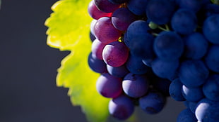 bunch of grapes, depth of field, grapes, fruit, plants HD wallpaper