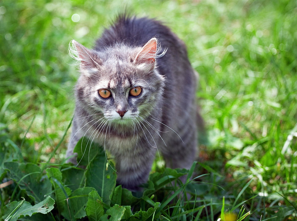 long-fur grey cat on green grass during daytime HD wallpaper