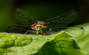 yellow and red dragonfly