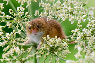 brown and white rodent on flower HD wallpaper