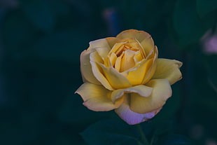 selective focus photo of yellow rose