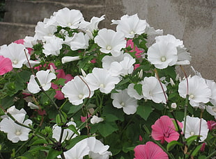 white and pink flowers