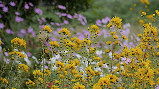 yellow and white petaled flowers, flowers, nature, yellow flowers HD wallpaper