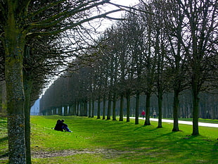 person sitting of green grass with bare trees near road during daytime HD wallpaper