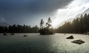 green leafed trees, nature, landscape, water, trees